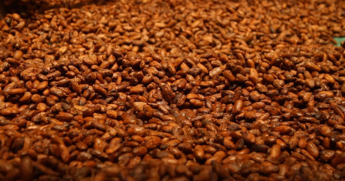 Welche Kakaosorten verwenden wir?