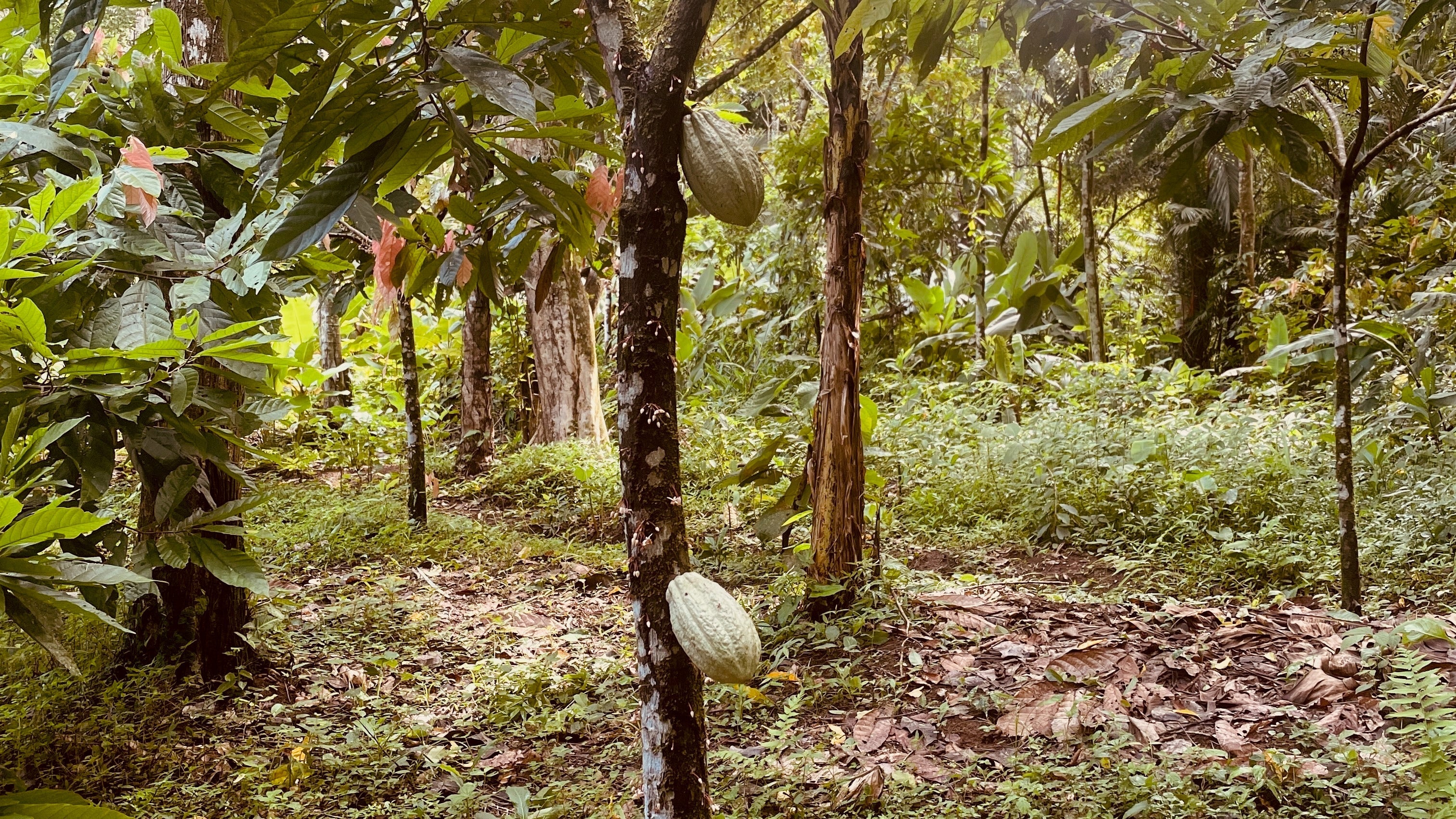 Zeremonieller Kakao aus Peru – Pflanzenkraft mit sozialem Wandel