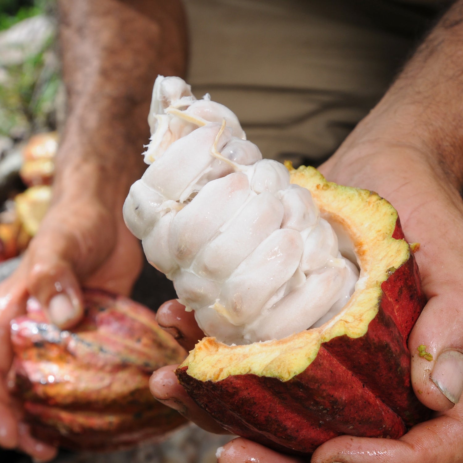 Unsere Herkunft – Kakao aus Peru & Kolumbien mit Wirkung