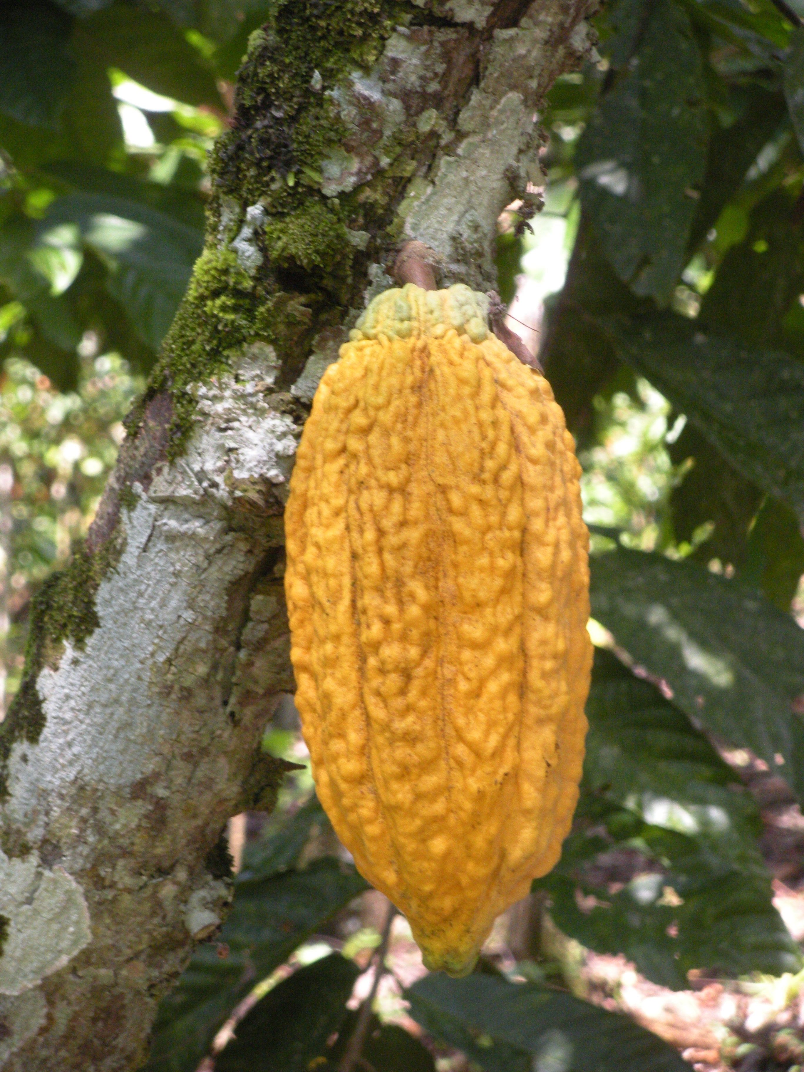 Kakaoblock | Peru