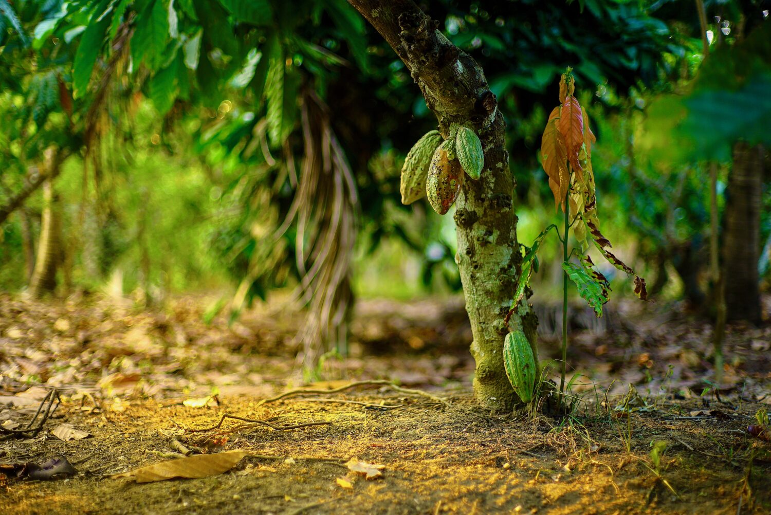 Herkunft des Kakaos
