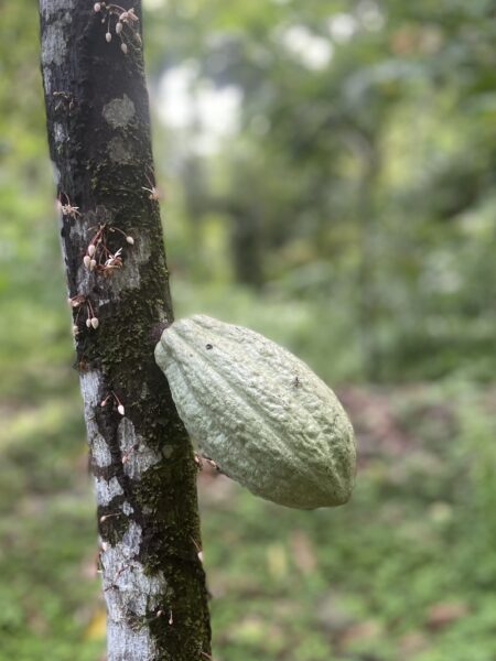 Kakaofrucht am Baum. Amazonasregion Peru